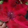 Nubia Clematis - 1 Gallon Pot 2 Nubia Clematis - 1 Gallon Pot -Cheap PLANTS Store clematis nubia 7