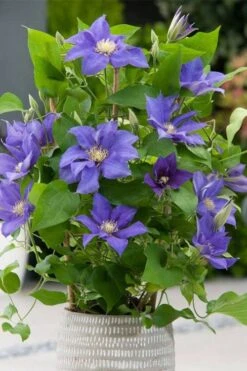Olympia Clematis - 1 Gallon Pot -Cheap PLANTS Store clematis olympia 1