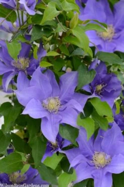 Olympia Clematis - 1 Gallon Pot -Cheap PLANTS Store clematis olympia 2