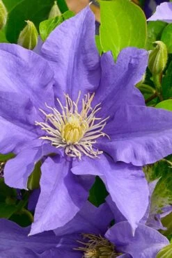 Olympia Clematis - 1 Gallon Pot -Cheap PLANTS Store clematis olympia 3