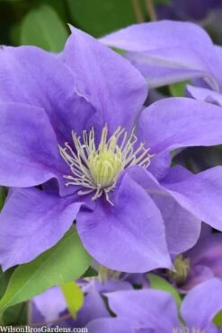 Olympia Clematis - 1 Gallon Pot -Cheap PLANTS Store clematis olympia 5