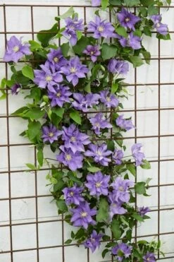Olympia Clematis - 1 Gallon Pot -Cheap PLANTS Store clematis olympia 6