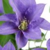 Olympia Clematis - 1 Gallon Pot 1 Olympia Clematis - 1 Gallon Pot -Cheap PLANTS Store clematis olympia 8