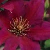 Picardy Clematis - 1 Gallon Pot -Cheap PLANTS Store clematis picardy 7