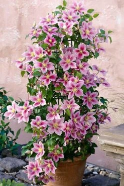 Piilu Clematis (Little Duckling) - 1 Gallon Pot -Cheap PLANTS Store clematis piilu 3