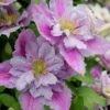 Piilu Clematis (Little Duckling) - 1 Gallon Pot 1 Piilu Clematis (Little Duckling) - 1 Gallon Pot -Cheap PLANTS Store clematis piilu 4