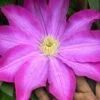 Pink Champagne Clematis - 1 Gallon Pot -Cheap PLANTS Store clematis pink champagne 10