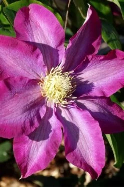Pink Champagne Clematis - 1 Gallon Pot -Cheap PLANTS Store clematis pink champagne 2