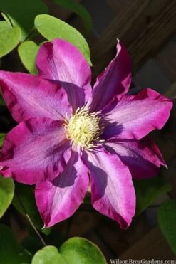 Pink Champagne Clematis - 1 Gallon Pot -Cheap PLANTS Store clematis pink champagne