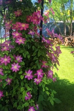 Pink Champagne Clematis - 1 Gallon Pot -Cheap PLANTS Store clematis pink champagne 4