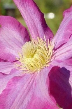 Pink Champagne Clematis - 1 Gallon Pot -Cheap PLANTS Store clematis pink champagne 6