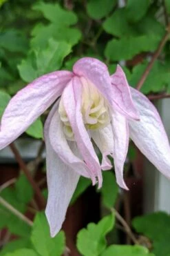 Pink Flamingo Clematis - 1 Gallon Pot -Cheap PLANTS Store clematis pink flamingo 6