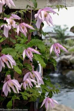 Pink Flamingo Clematis - 1 Gallon Pot -Cheap PLANTS Store clematis pink flamingo 9