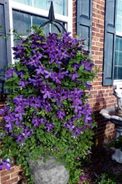 Polish Spirit Clematis - 1 Gallon Pot 15 Polish Spirit Clematis - 1 Gallon Pot -Cheap PLANTS Store clematis polish spirit 10