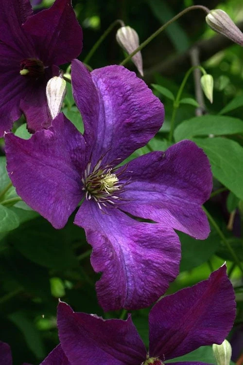 Polish Spirit Clematis - 1 Gallon Pot 11 Polish Spirit Clematis - 1 Gallon Pot - Image 9
