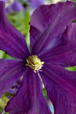 Polish Spirit Clematis - 1 Gallon Pot 17 Polish Spirit Clematis - 1 Gallon Pot -Cheap PLANTS Store clematis polish spirit 5
