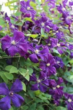 Polish Spirit Clematis - 1 Gallon Pot 16 Polish Spirit Clematis - 1 Gallon Pot -Cheap PLANTS Store clematis polish spirit 6