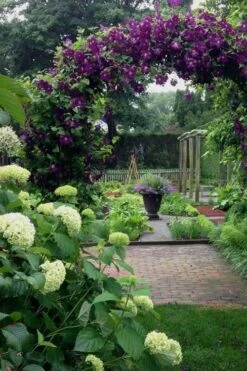 Polish Spirit Clematis - 1 Gallon Pot 14 Polish Spirit Clematis - 1 Gallon Pot -Cheap PLANTS Store clematis polish spirit 7