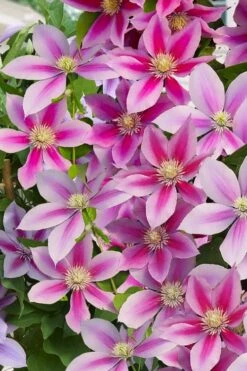 Poseidon Clematis - 1 Gallon Pot 12 Poseidon Clematis - 1 Gallon Pot -Cheap PLANTS Store clematis poseidon 11