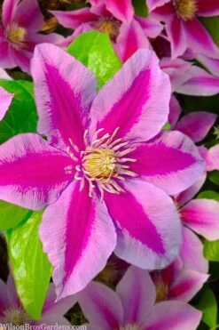 Poseidon Clematis - 1 Gallon Pot 13 Poseidon Clematis - 1 Gallon Pot -Cheap PLANTS Store clematis poseidon 12