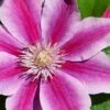 Poseidon Clematis - 1 Gallon Pot -Cheap PLANTS Store clematis poseidon 8