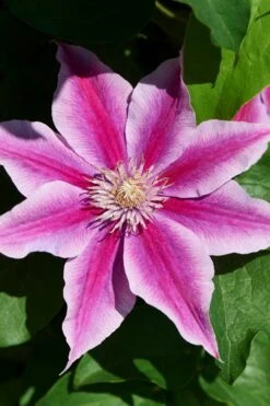 Poseidon Clematis - 1 Gallon Pot 11 Poseidon Clematis - 1 Gallon Pot -Cheap PLANTS Store clematis poseidon 9