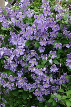 Prince Charles Clematis - 1 Gallon Pot 14 Prince Charles Clematis - 1 Gallon Pot -Cheap PLANTS Store clematis prince charles 1