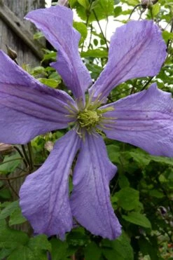 Prince Charles Clematis - 1 Gallon Pot 12 Prince Charles Clematis - 1 Gallon Pot -Cheap PLANTS Store clematis prince charles 4