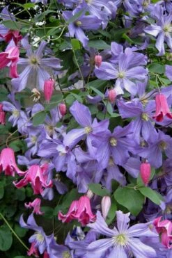 Prince Charles Clematis - 1 Gallon Pot 15 Prince Charles Clematis - 1 Gallon Pot -Cheap PLANTS Store clematis prince charles 6