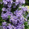 Prince Charles Clematis - 1 Gallon Pot -Cheap PLANTS Store clematis prince charles 7