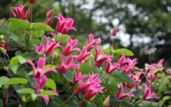 Princess Diana Clematis - 1 Gallon Pot -Cheap PLANTS Store clematis princess diana 1