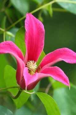 Princess Diana Clematis - 1 Gallon Pot -Cheap PLANTS Store clematis princess diana 3
