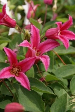 Princess Diana Clematis - 1 Gallon Pot -Cheap PLANTS Store clematis princess diana 4