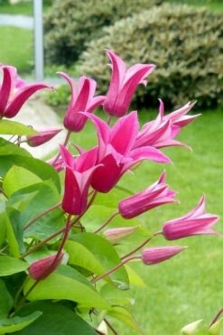 Princess Diana Clematis - 1 Gallon Pot -Cheap PLANTS Store clematis princess diana 5