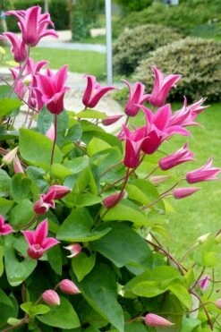 Princess Diana Clematis - 1 Gallon Pot -Cheap PLANTS Store clematis princess diana 6