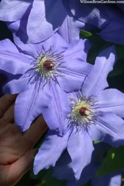 Ramona Clematis - 1 Gallon Pot -Cheap PLANTS Store clematis ramona 15