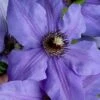 Ramona Clematis - 1 Gallon Pot -Cheap PLANTS Store clematis ramona 19
