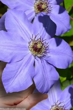 Ramona Clematis - 1 Gallon Pot -Cheap PLANTS Store clematis ramona 9