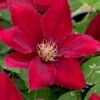Rebecca Clematis - 1 Gallon Pot -Cheap PLANTS Store clematis rebecca 11