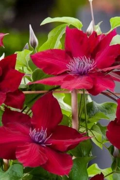 Rebecca Clematis - 1 Gallon Pot 13 Rebecca Clematis - 1 Gallon Pot -Cheap PLANTS Store clematis rebecca 4