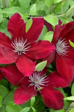 Rebecca Clematis - 1 Gallon Pot 11 Rebecca Clematis - 1 Gallon Pot -Cheap PLANTS Store clematis rebecca 5
