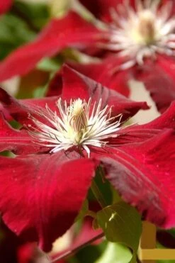 Rebecca Clematis - 1 Gallon Pot 12 Rebecca Clematis - 1 Gallon Pot -Cheap PLANTS Store clematis rebecca 6