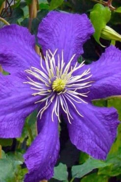 Rhapsody Clematis - 1 Gallon Pot -Cheap PLANTS Store clematis rhapsody 3