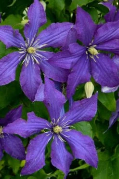 Rhapsody Clematis - 1 Gallon Pot -Cheap PLANTS Store clematis rhapsody 4
