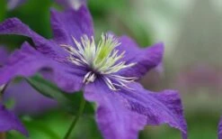 Rhapsody Clematis - 1 Gallon Pot -Cheap PLANTS Store clematis rhapsody 5