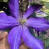 Rhapsody Clematis - 1 Gallon Pot -Cheap PLANTS Store clematis rhapsody 8