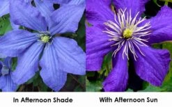 Rhapsody Clematis - 1 Gallon Pot -Cheap PLANTS Store clematis rhapsody 9