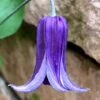 Roguchi Clematis - 1 Gallon Pot -Cheap PLANTS Store clematis roguchi 16