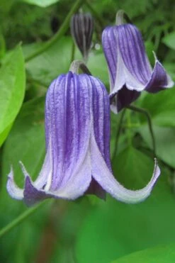 Roguchi Clematis - 1 Gallon Pot -Cheap PLANTS Store clematis roguchi 6