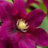 Rosemoor Clematis - 1 Gallon Pot -Cheap PLANTS Store clematis rosemoor 4